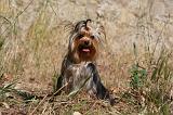 YORKSHIRE TERRIER 509